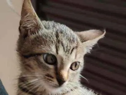 Gato ra a Rajado Brasileiro idade Abaixo de 2 meses nome Violeta