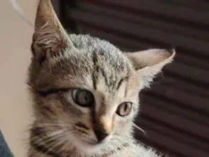 Gato raça Rajado Brasileiro idade Abaixo de 2 meses nome Violeta