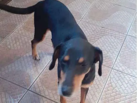 Cachorro ra a Vira lata idade 6 ou mais anos nome Pite