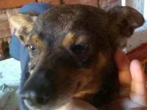 Cachorro raça Jaquara com Pincher idade 1 ano nome Chispita