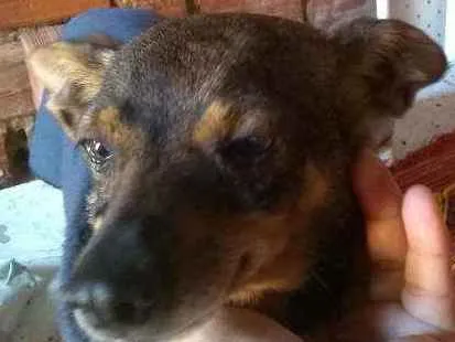 Cachorro ra a Jaquara com Pincher idade 1 ano nome Chispita