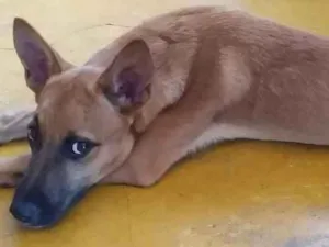 Cachorro raça Média idade 2 a 6 meses nome Duki