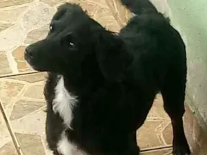 Cachorro raça Viralata com ascendencia em po idade 7 a 11 meses nome leona