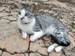 Gato raça SRD idade 2 anos nome Rabisco