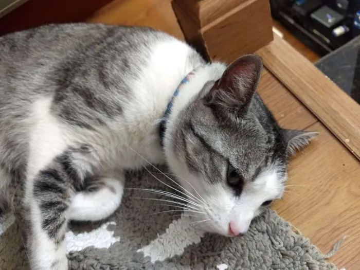 Gato ra a SRD idade 2 anos nome Rabisco