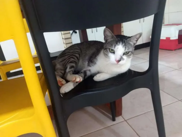Gato ra a SRD idade 2 anos nome Rabisco