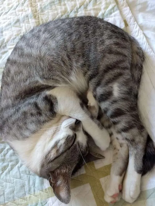 Gato ra a SRD idade 2 anos nome Rabisco