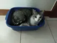 Rabisco