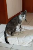 Rabisco