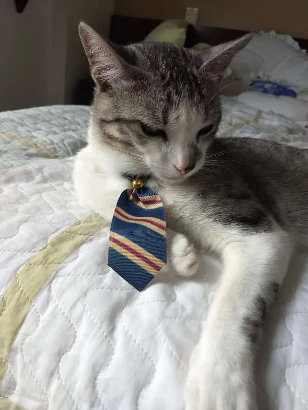 Gato ra a SRD idade 2 anos nome Rabisco