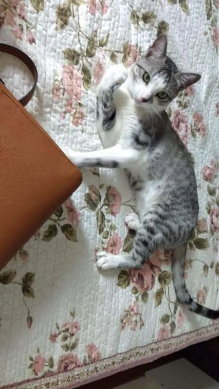 Gato ra a SRD idade 2 anos nome Rabisco