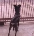 Preto