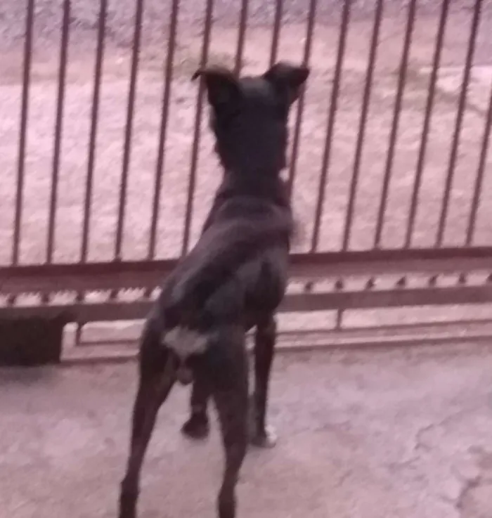 Cachorro ra a  idade 3 anos nome Preto