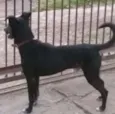 Preto