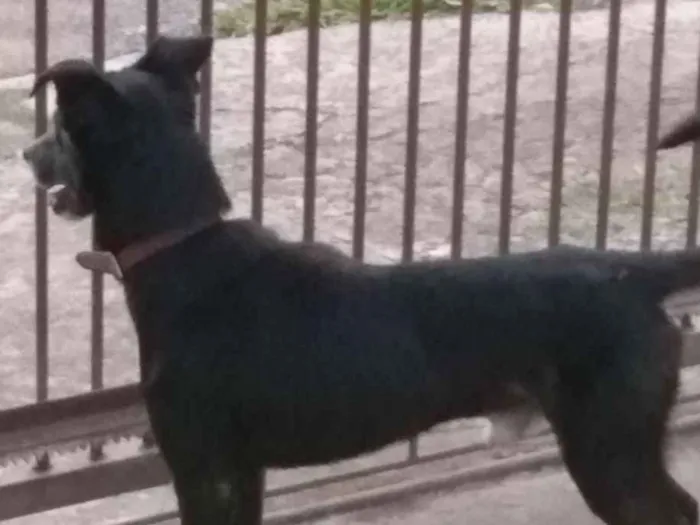 Cachorro ra a  idade 3 anos nome Preto