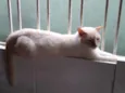 Pepe lindo e bonzinh