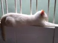 Pepe lindo e bonzinh