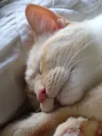 Pepe lindo e bonzinh