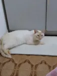 Pepe lindo e bonzinh
