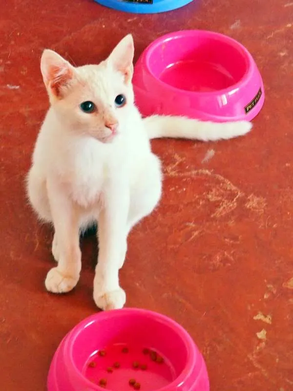 Gato ra a SRD idade 2 a 6 meses nome Dakota, Denver