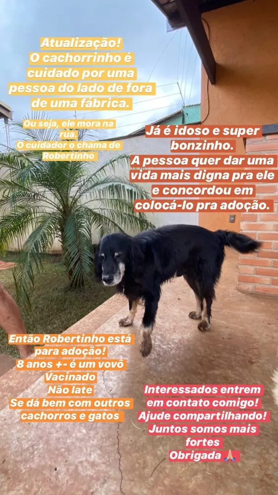 Cachorro ra a SRD idade 6 ou mais anos nome Robertinho