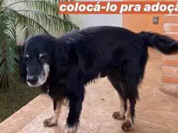 Cachorro ra a SRD idade 6 ou mais anos nome Robertinho