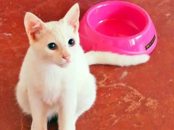 Gato ra a SRD idade 2 a 6 meses nome Dakota, Denver