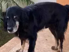 Cachorro raça SRD idade 6 ou mais anos nome Robertinho