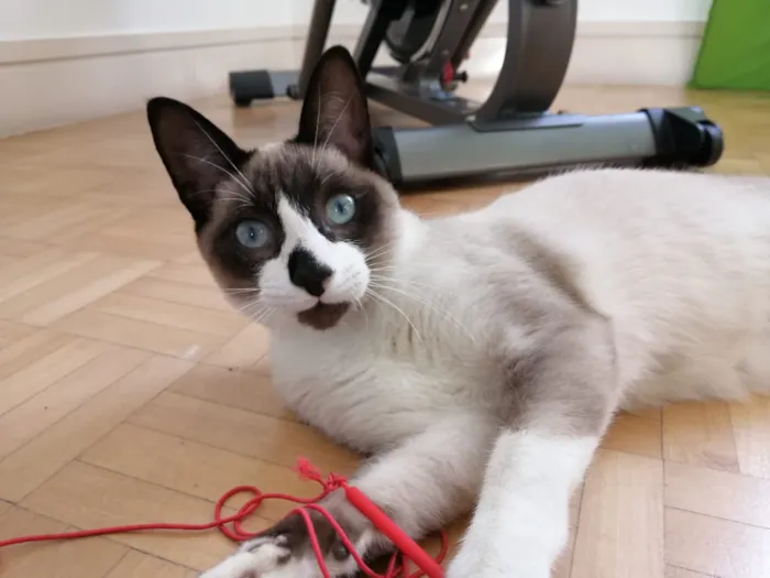 Gato ra a SRD idade 2 a 6 meses nome Dakota, Denver