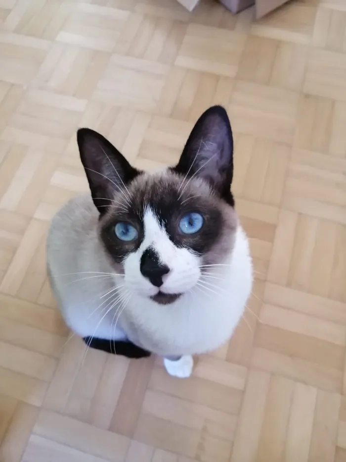 Gato ra a SRD idade 2 a 6 meses nome Dakota, Denver