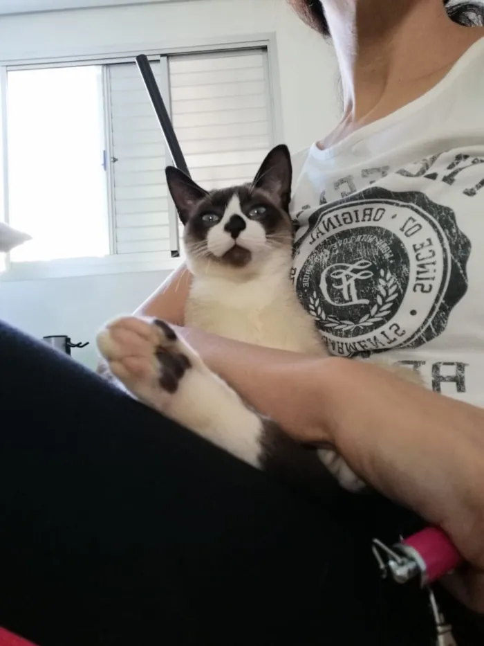 Gato ra a SRD idade 2 a 6 meses nome Dakota, Denver