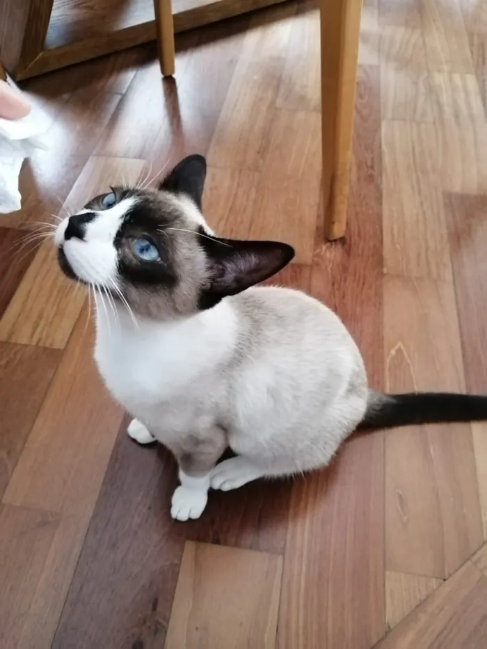 Gato ra a SRD idade 2 a 6 meses nome Dakota, Denver