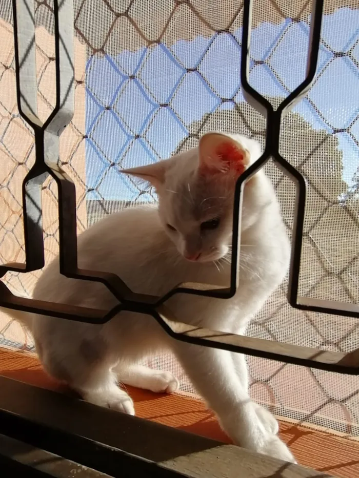 Gato ra a SRD idade 2 a 6 meses nome Dakota, Denver