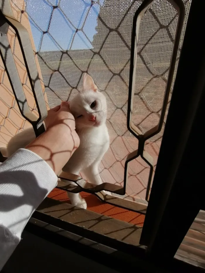 Gato ra a SRD idade 2 a 6 meses nome Dakota, Denver
