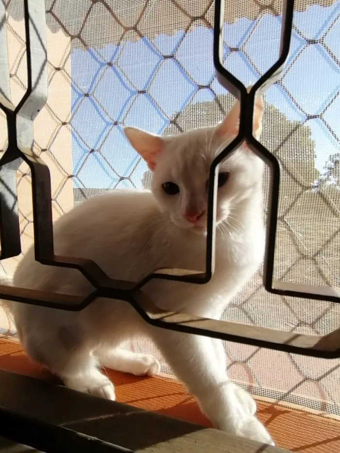 Gato ra a SRD idade 2 a 6 meses nome Dakota, Denver