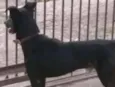 Preto