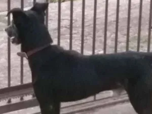 Cachorro raça  idade 3 anos nome Preto