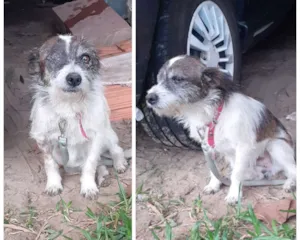 Cachorro raça Virá lata  idade  nome Junior 