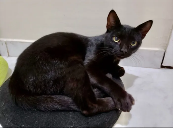 Gato ra a SRD idade 1 ano nome Rubi 