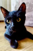 Rubi 