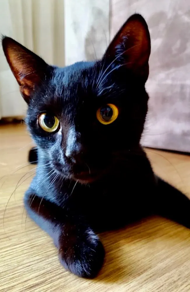 Gato ra a SRD idade 1 ano nome Rubi 