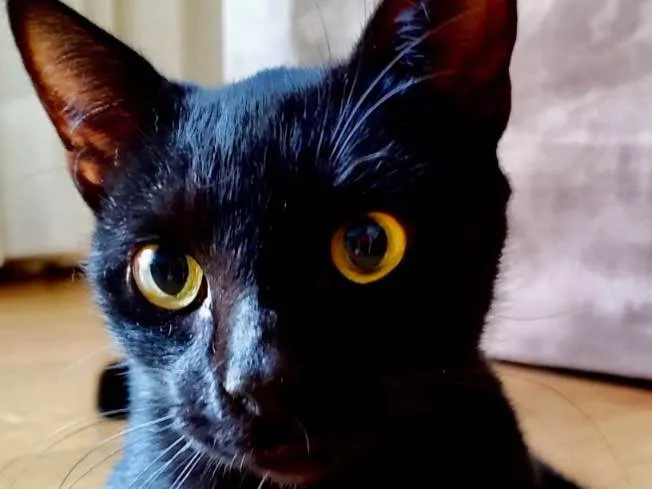Gato ra a SRD idade 1 ano nome Rubi 