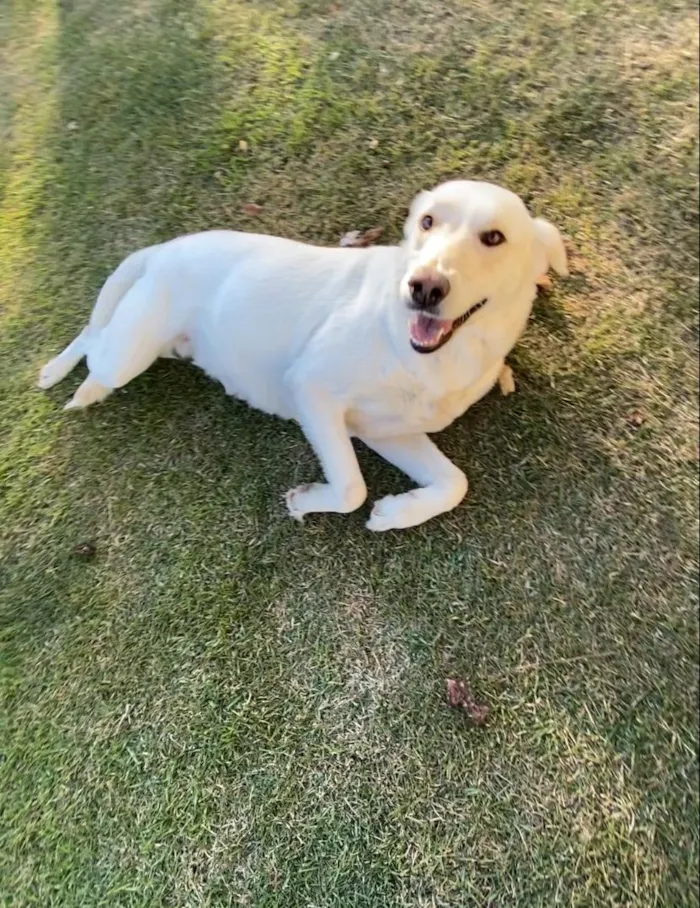 Cachorro ra a Mistura de Labrador  idade 2 anos nome pipoca