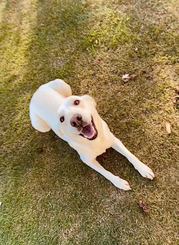 Cachorro ra a Mistura de Labrador  idade 2 anos nome pipoca