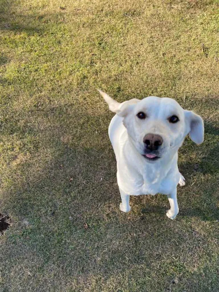 Cachorro ra a Mistura de Labrador  idade 2 anos nome pipoca