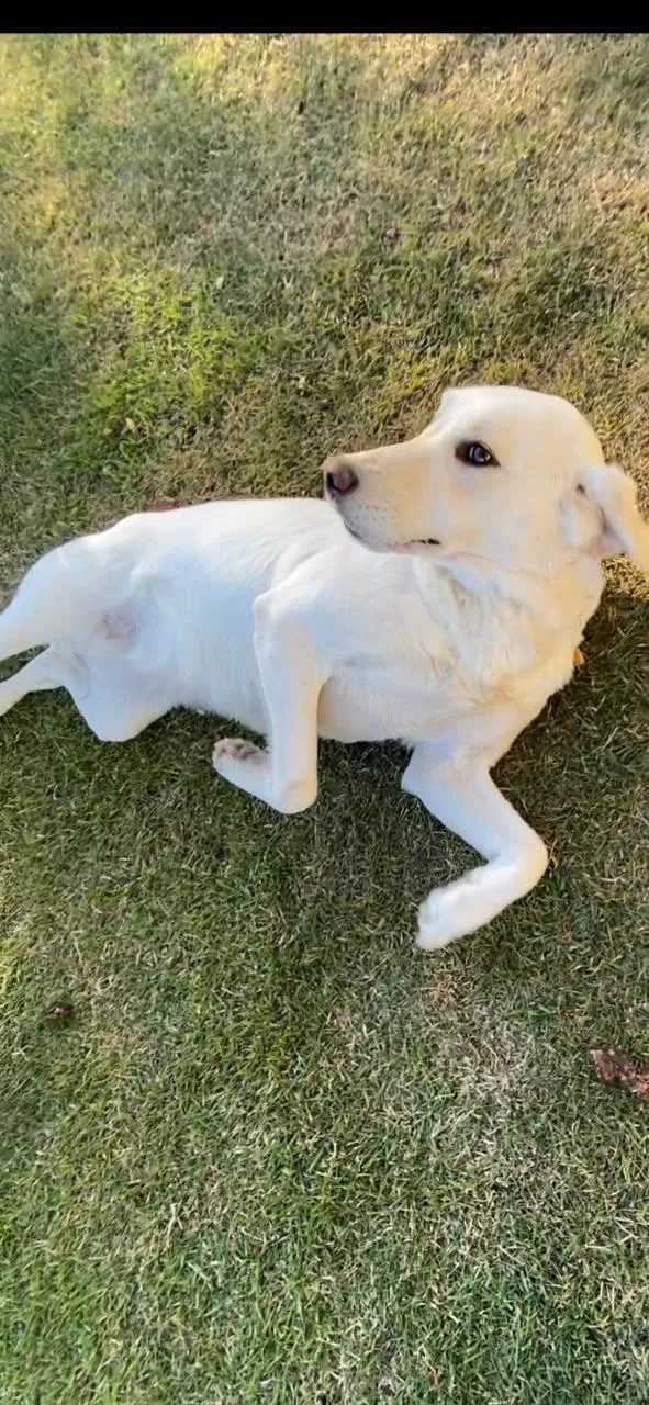 Cachorro ra a Mistura de Labrador  idade 2 anos nome pipoca