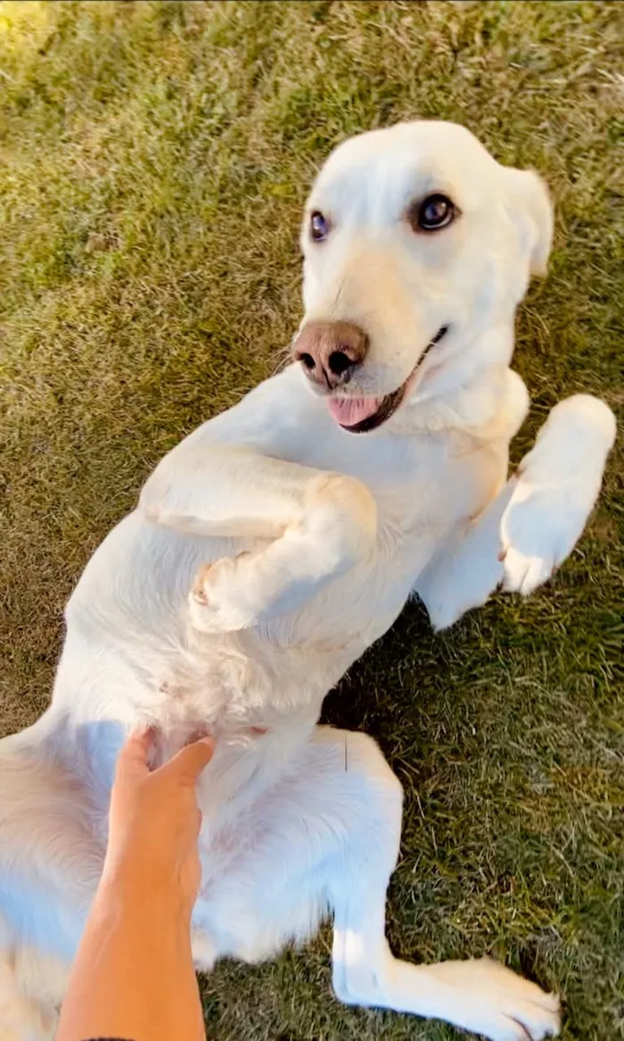 Cachorro ra a Mistura de Labrador  idade 2 anos nome pipoca