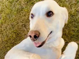 Cachorro raça Mistura de Labrador  idade 2 anos nome pipoca