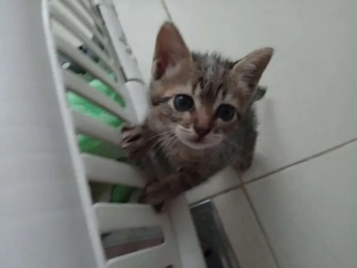 Gato ra a SRD idade Abaixo de 2 meses nome Lana