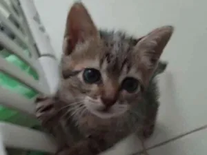 Gato raça SRD idade Abaixo de 2 meses nome Lana